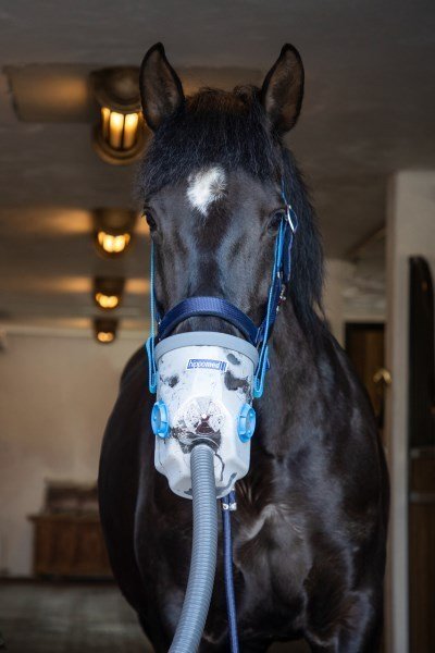 Hippomed Ultraschall-Inhalator für Pferde AirOne