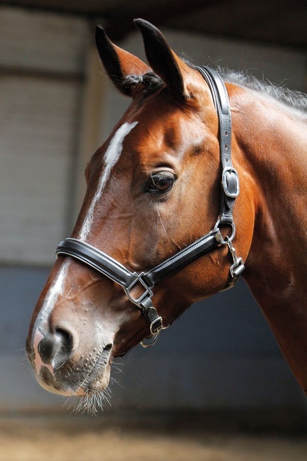 Harrys Horse Lederhalfter, schwarz mit Paspel